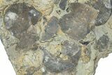 Fossil Brachiopod (Rafinesquina) and Bryozoan Plate - Indiana #285114-1